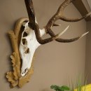 Gewei van een edelhert, ca. 14-ender, hoogte 125 cm, hertengewei op een bewerkt trofee-bord