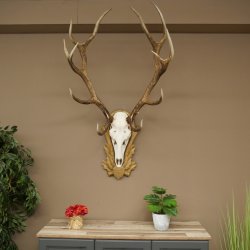 Gewei van een edelhert, ca. 14-ender, hoogte 125 cm, hertengewei op een bewerkt trofee-bord
