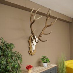 Gewei van een edelhert, ca. 14-ender, hoogte 125 cm, hertengewei op een bewerkt trofee-bord