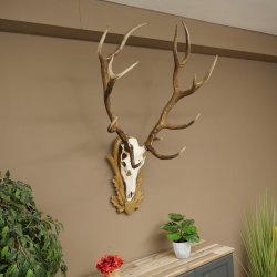 Gewei van een edelhert, ca. 14-ender, hoogte 125 cm, hertengewei op een bewerkt trofee-bord