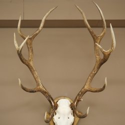 Gewei van een edelhert, ca. 14-ender, hoogte 125 cm, hertengewei op een bewerkt trofee-bord