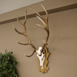 Gewei van een edelhert, ca. 14-ender, hoogte 125 cm, hertengewei op een bewerkt trofee-bord