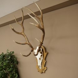 Gewei van een edelhert, ca. 14-ender, hoogte 125 cm, hertengewei op een bewerkt trofee-bord