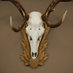 Gewei van een edelhert, ca. 14-ender, hoogte 125 cm, hertengewei op een bewerkt trofee-bord