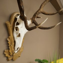 Gewei van een edelhert, ca. 14-ender, hoogte 125 cm, hertengewei op een bewerkt trofee-bord