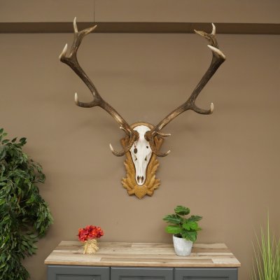 Cuernos de ciervo rojo, ciervo de 12 puntas, medalla decorativa en color bronce, altura 117 cm, cuernos de ciervo sobre un escudo de trofeo tallado