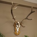 Cuernos de ciervo rojo, ciervo de 12 puntas, medalla decorativa en color bronce, altura 117 cm, cuernos de ciervo sobre un escudo de trofeo tallado