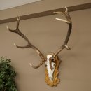 Cuernos de ciervo rojo, ciervo de 12 puntas, medalla decorativa en color bronce, altura 117 cm, cuernos de ciervo sobre un escudo de trofeo tallado