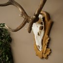 Cuernos de ciervo rojo, ciervo de 12 puntas, medalla decorativa en color bronce, altura 117 cm, cuernos de ciervo sobre un escudo de trofeo tallado