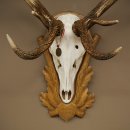 Cuernos de ciervo rojo, ciervo de 12 puntas, medalla decorativa en color bronce, altura 117 cm, cuernos de ciervo sobre un escudo de trofeo tallado