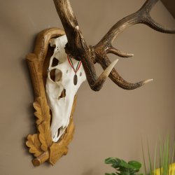 Cuernos de ciervo rojo, ciervo de 12 puntas, medalla decorativa en color bronce, altura 117 cm, cuernos de ciervo sobre un escudo de trofeo tallado