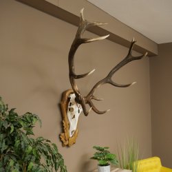 Cuernos de ciervo rojo, ciervo de 12 puntas, medalla decorativa en color bronce, altura 117 cm, cuernos de ciervo sobre un escudo de trofeo tallado