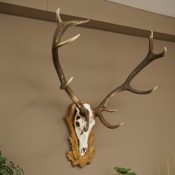 Cuernos de ciervo rojo, ciervo de 12 puntas, medalla decorativa en color bronce, altura 117 cm, cuernos de ciervo sobre un escudo de trofeo tallado