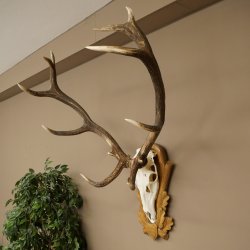 Cuernos de ciervo rojo, ciervo de 12 puntas, medalla decorativa en color bronce, altura 117 cm, cuernos de ciervo sobre un escudo de trofeo tallado