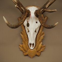 Cuernos de ciervo rojo, ciervo de 12 puntas, medalla decorativa en color bronce, altura 117 cm, cuernos de ciervo sobre un escudo de trofeo tallado