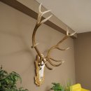 Red deer antlers, approx. 14-point stag, height 132 cm; antlers mounted on a carved trophy shield