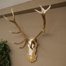 Red deer antlers, approx. 14-point stag, height 132 cm; antlers mounted on a carved trophy shield