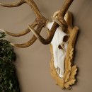 Red deer antlers, approx. 14-point stag, height 132 cm; antlers mounted on a carved trophy shield