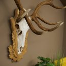 Red deer antlers, approx. 14-point stag, height 132 cm; antlers mounted on a carved trophy shield