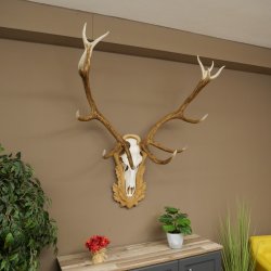 Red deer antlers, approx. 14-point stag, height 132 cm; antlers mounted on a carved trophy shield