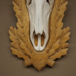 Red deer antlers, approx. 14-point stag, height 132 cm; antlers mounted on a carved trophy shield