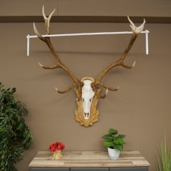 Red deer antlers, approx. 14-point stag, height 132 cm; antlers mounted on a carved trophy shield