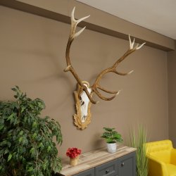Red deer antlers, approx. 14-point stag, height 132 cm; antlers mounted on a carved trophy shield