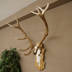 Red deer antlers, approx. 14-point stag, height 132 cm; antlers mounted on a carved trophy shield
