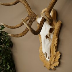 Red deer antlers, approx. 14-point stag, height 132 cm; antlers mounted on a carved trophy shield
