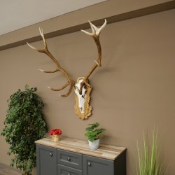 Red deer antlers, approx. 14-point stag, height 132 cm; antlers mounted on a carved trophy shield