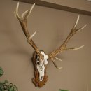 Bois de cerf rouge, cerf denviron 14 cors,...