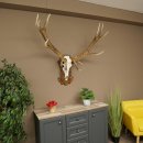 Rothirschgeweih ung. 14 ender Hirsch Medaille bronzefarben Höhe 112 cm Hirschgeweih Geweih auf geschnitztem Trophäenschild