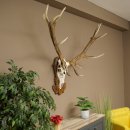 Rothirschgeweih ung. 14 ender Hirsch Medaille bronzefarben Höhe 112 cm Hirschgeweih Geweih auf geschnitztem Trophäenschild