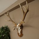 Rothirschgeweih ung. 14 ender Hirsch Medaille bronzefarben Höhe 112 cm Hirschgeweih Geweih auf geschnitztem Trophäenschild