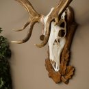 Rothirschgeweih ung. 14 ender Hirsch Medaille bronzefarben Höhe 112 cm Hirschgeweih Geweih auf geschnitztem Trophäenschild