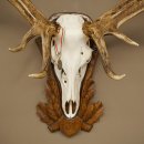 Rothirschgeweih ung. 14 ender Hirsch Medaille bronzefarben Höhe 112 cm Hirschgeweih Geweih auf geschnitztem Trophäenschild