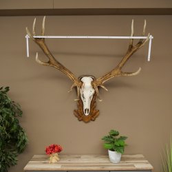 Rothirschgeweih ung. 14 ender Hirsch Medaille bronzefarben Höhe 112 cm Hirschgeweih Geweih auf geschnitztem Trophäenschild