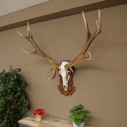 Rothirschgeweih ung. 14 ender Hirsch Medaille bronzefarben Höhe 112 cm Hirschgeweih Geweih auf geschnitztem Trophäenschild