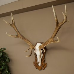 Rothirschgeweih ung. 14 ender Hirsch Medaille bronzefarben Höhe 112 cm Hirschgeweih Geweih auf geschnitztem Trophäenschild