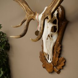 Rothirschgeweih ung. 14 ender Hirsch Medaille bronzefarben Höhe 112 cm Hirschgeweih Geweih auf geschnitztem Trophäenschild