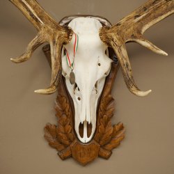 Rothirschgeweih ung. 14 ender Hirsch Medaille bronzefarben Höhe 112 cm Hirschgeweih Geweih auf geschnitztem Trophäenschild