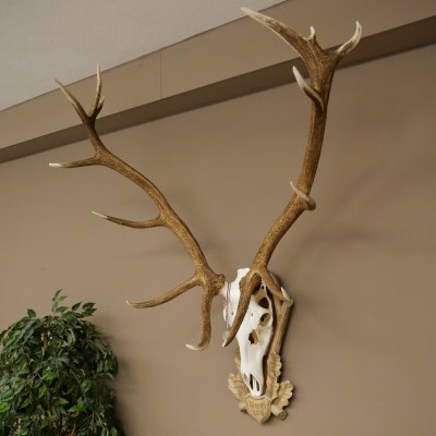 Rothirschgeweih 14 ender Hirsch Medaille silberfarben Höhe 135 cm Hirschgeweih Geweih auf geschnitztem Trophäenschild