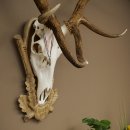 Rothirschgeweih 14 ender Hirsch Medaille silberfarben Höhe 135 cm Hirschgeweih Geweih auf geschnitztem Trophäenschild