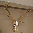 Rothirschgeweih 14 ender Hirsch Medaille silberfarben Höhe 135 cm Hirschgeweih Geweih auf geschnitztem Trophäenschild