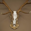 Rothirschgeweih 14 ender Hirsch Medaille silberfarben Höhe 135 cm Hirschgeweih Geweih auf geschnitztem Trophäenschild