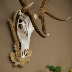 Rothirschgeweih 14 ender Hirsch Medaille silberfarben Höhe 135 cm Hirschgeweih Geweih auf geschnitztem Trophäenschild