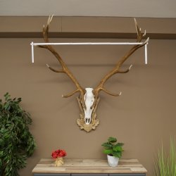 Rothirschgeweih 14 ender Hirsch Medaille silberfarben Höhe 135 cm Hirschgeweih Geweih auf geschnitztem Trophäenschild