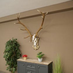 Rothirschgeweih 14 ender Hirsch Medaille silberfarben Höhe 135 cm Hirschgeweih Geweih auf geschnitztem Trophäenschild