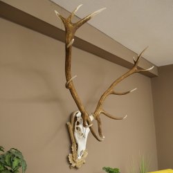 Rothirschgeweih 14 ender Hirsch Medaille silberfarben Höhe 135 cm Hirschgeweih Geweih auf geschnitztem Trophäenschild