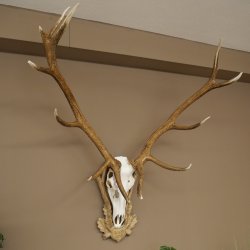 Rothirschgeweih 14 ender Hirsch Medaille silberfarben Höhe 135 cm Hirschgeweih Geweih auf geschnitztem Trophäenschild